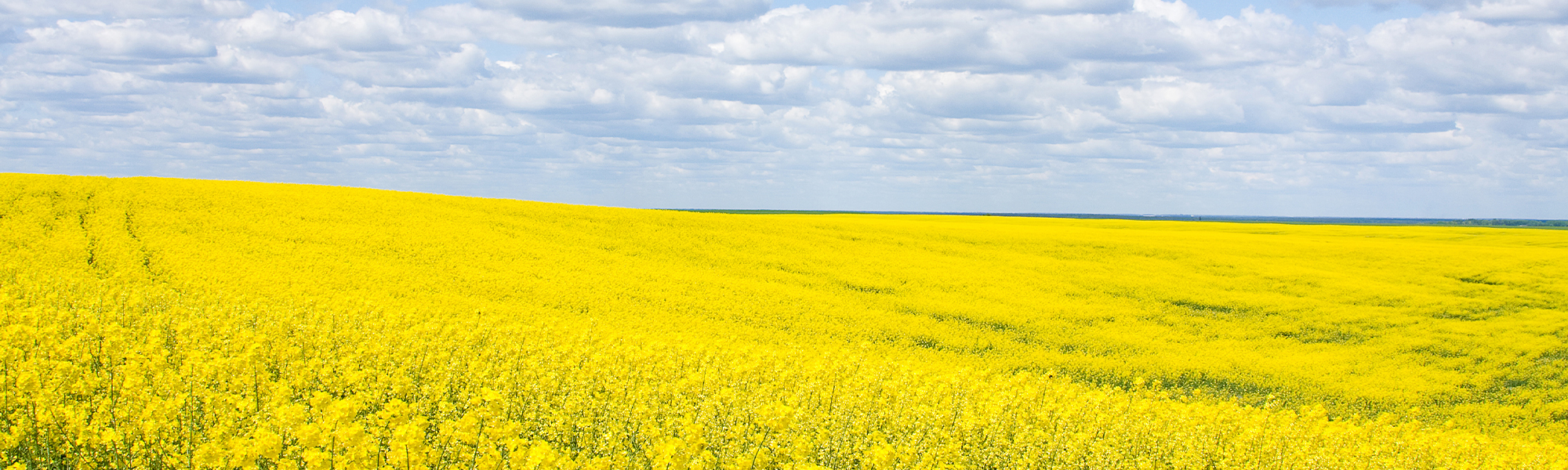 A field of yellow flowers with a sky on the horizon